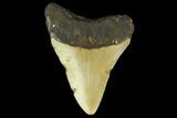 Fossil Megalodon Tooth - North Carolina #131610-2